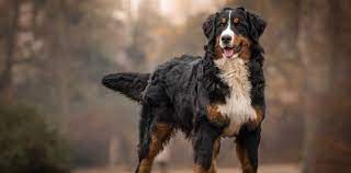 Hi is a friend for life. Bernese Mountain Dog Puppies For Sale Greenfield Puppies