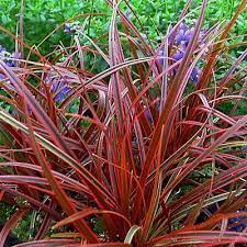 Pin On Plants