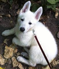 Maybe you would like to learn more about one of these? White German Shepherd At 8 Weeks Old Shepherd Puppies White German Shepherd Puppies German Shepherd Puppies