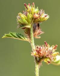 Image result for Waltheria indica