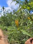 Image result for Agelanthus fuellebornii