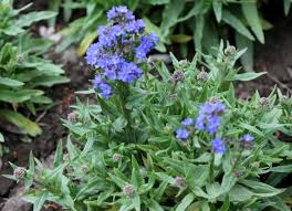 Image result for Anchusa capensis