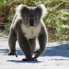 Australia On Twitter Koala Australia Animals Koala Bear