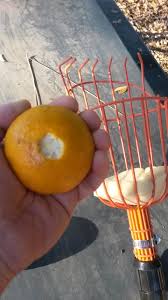 Check spelling or type a new query. Fruit Picker Pole Recommendations Technique General Fruit Growing Growing Fruit
