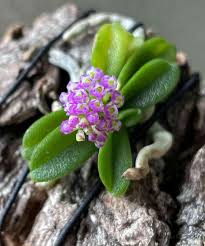 Image result for Schoenoxiphium