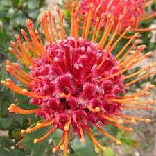 Image result for Leucospermum
