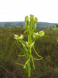 Image result for Habenaria epipactidea
