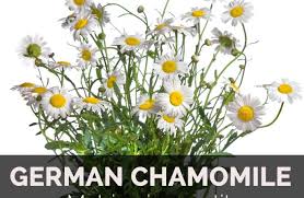 Check spelling or type a new query. Health Benefits Of German Chamomile