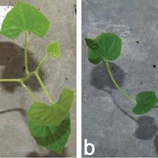 Image result for Kedrostis abdallai