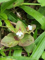 Image result for Vandellia