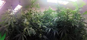 We did not find results for: How Many Watts Do You Need To Grow Indoors Led Habitats