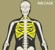 Jul 29, 2019 · the 206 bones in the human body can be broken down into sections to better describe the major bones of the skeletal system and their functions. Human Anatomy Basics Major Bones Of The Skeletal System Bodybuilding Wizard