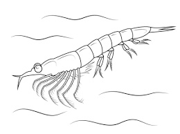 44 scooby doo coloring pages. Northern Krill Coloring Page Free Printable Coloring Pages Coloring Pages Free Coloring Pages Sea Creatures Crafts