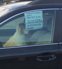 Dog Left In Car Is Just Chilling With The Air Conditioning On Sign Insists Funny Dogs Funny Animals Cute Funny Animals