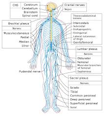 Peripheral Nervous System Wikipedia