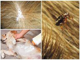 blohi u sobak kak vyvesti v domashnih usloviyah