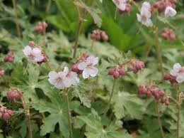 Die Besten Immergrunen Bodendecker Bodendecker Blumen Stauden Bepflanzung