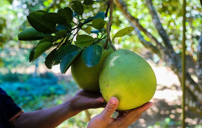 Thanh trà Huế – Món quà quê gây thương nhớ với những người con Cố đô –  VinWonders