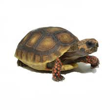 Looking for exotic pets for sale online? Red Footed Tortoise For Sale Best 1 Exotic Pets For Sale