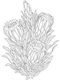 Protea Neriifolia Or Oleanderleaf Protea Coloring Page Free Printable Coloring Pages Protea Art Outline Drawings Flower Drawing