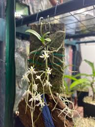 Image result for Mystacidium venosum