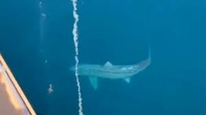 Crypto shark ретвитнул(а) crypto shark. Bitcoin Price Falls As China Crypto Miners Suspend Operations Due To Beijing Crackdown The Independent