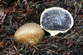 Maybe you would like to learn more about one of these? Gastroid And Truffle Fungi