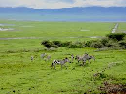 Image result for Ozoroa nigricans