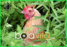 Tanaman Yang Sehat Dan Disukai Ayam Jago Aduan Tanaman Ayam Kebun