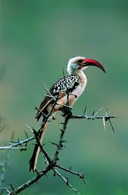 Bird On A Wire Movie Vancouver Lake Nakuru National Park Wildlife Galore Nakuru National Parks Wildlife