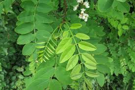 Image result for Robinia