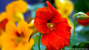 Maybe you would like to learn more about one of these? Culinary Delights At The Florist Gallery Women Talk Online Dw Com