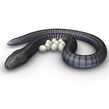 Caecilians are a group of limbless, vermiform or serpentine amphibians. Caecilian Stock Illustrations 9 Caecilian Stock Illustrations Vectors Clipart Dreamstime