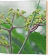 Image result for Leea guineensis