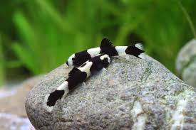 Image result for Pachycarpus lineolatus