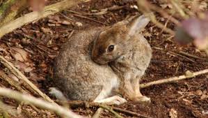 Remember that those rabbits who can jump up to 4 feet high are to other rabbits what athletes are to the regular human being. Amazing Facts About Rabbits Onekindplanet Animal Education Facts