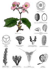 Begoniaceae