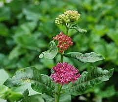 Image result for Asclepias buchwaldii