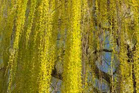 Maybe you would like to learn more about one of these? Yellow Branches Leaves And Flowers Of Weeping Willow Sunlit In The Springtime Stock Photo Picture And Royalty Free Image Image 138224973
