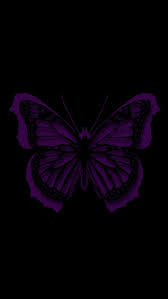Beautiful Black And Purple Butterfly 