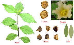 Image result for Sida veronicifolia