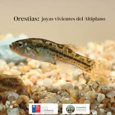 Image result for Orestias