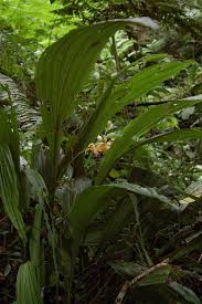 Image result for Phaius occidentalis