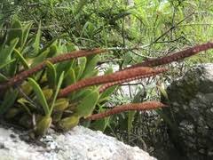 Image result for Bulbophyllum schimperianum