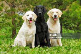 Image result for flat coated retrívr