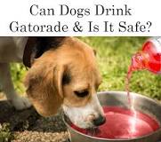 Are sports drinks bad for dogs?