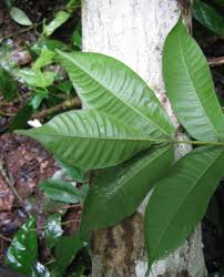 Image result for Antrocaryon