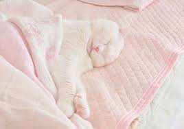 Pastel Pink Cat Aesthetic Cat Aesthetic Pink Cat Pretty Cats