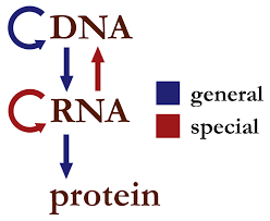 Proteins carry out the process of replication.) transcription and translation. Central Dogma Of Molecular Biology Wikipedia