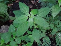 Image result for Acalypha bipartita